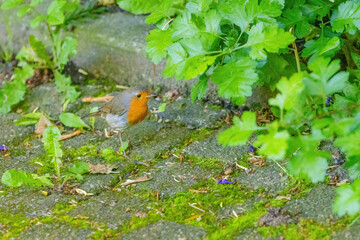 Close-up of robin bird perching on ground