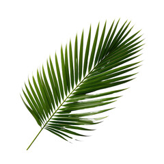 Fototapeta premium Palm Leaf, Generative AI