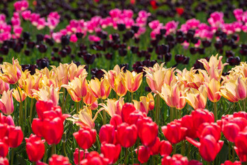 Beautiful tulips are in full bloom