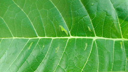 Large green leaves stock photos, big leaf, ficus septica leaves.