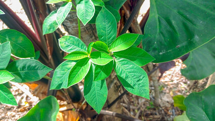 Green leaves pattern, leaf amorphophallus hohenackeri