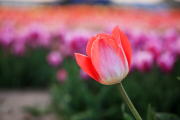 Beautiful tulips are in full bloom