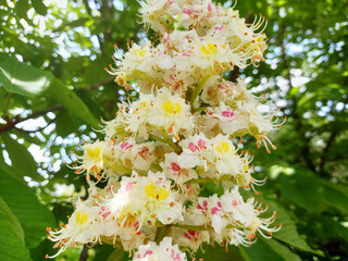 White chestnut flowers on a tree.