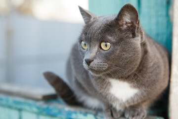 Gray cat with a white spot on the neck