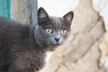 Gray cat with a white spot on the neck