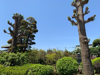 佐野厄よけ大師内の景色