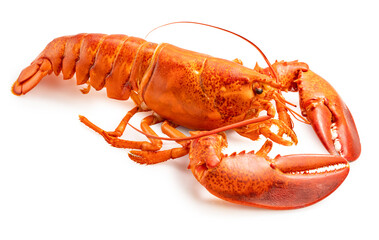 Steam Lobster on white background, Cook Canadian Lobster isolate on white with clipping path.