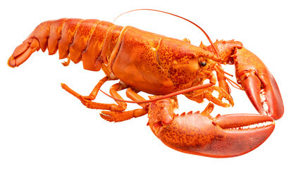 Steam Lobster on white background, Cook Canadian Lobster isolate on white PNG file.