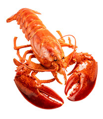 Steam Lobster on white background, Cook Canadian Lobster isolate on white PNG file.