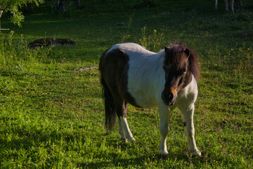 Obraz premium horse, animal, outdoors, nature, breeding, farm, view, plants, s