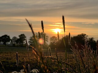 Sonnenuntergang Acker Landschaft Pflanzen