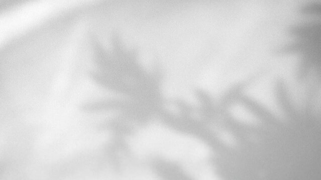 interior wall  studio  of moving leaves, sunlight, natural shadows overlaid on a white background.Summer concept