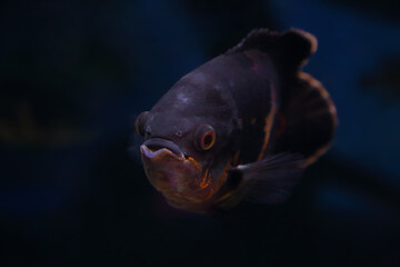 Portrait of an Oscar fish (Astronotus ocellatus) on black background