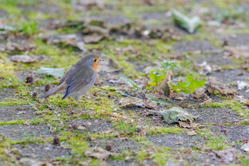 Close-up of robin bird perching on ground