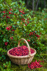   lingonberries on the bushes and next to it a basket filled with berries