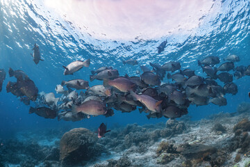 Real group of rare bumphead parrotfish photography swim in atoll deep sea scuba dive explore travel...