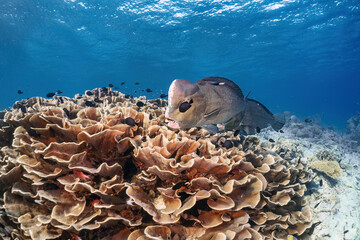 Real rare bumphead parrotfish photography swim in atoll deep sea scuba dive explore travel activity...
