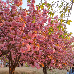 경주 불국사 석양이 비추는 겹벛꽃