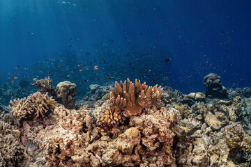 Real beautiful coral reef and fish photography in atoll deep sea scuba dive explore travel activity...
