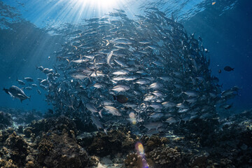 Real big group of jackfish school photography swim in atoll deep sea scuba dive explore travel...