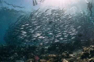 Real big group of jackfish school photography swim in atoll deep sea scuba dive explore travel...