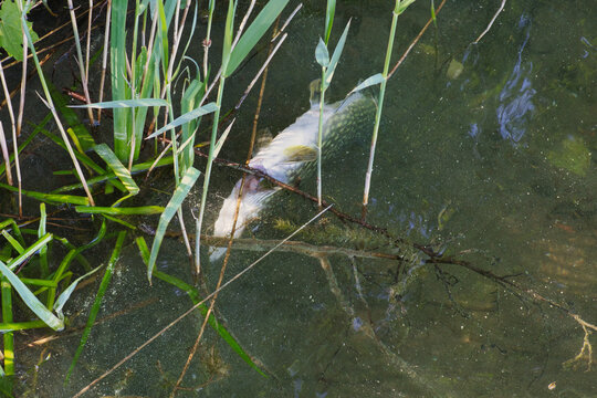 Toter Fisch - Hecht 