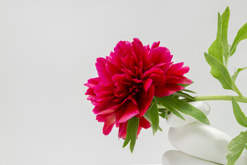 Closeup of peony flower and stack of white stone against bright empty background. Empty space