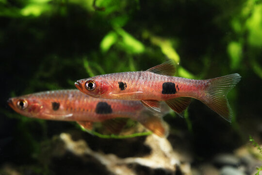 clown rasbora (Rasbora kalochroma) from peat swamp in Malay Peninsula