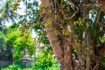 branch of a tree with fig , Beautiful Fig fruit photos Fig fruit Close up photos High definition photos of Israel Figs Tropical Fruit farms Ficus tree fruit HD photos HD Ficus Fruits close up images