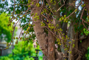 branch of a tree with fig , Beautiful Fig fruit photos Fig fruit Close up photos High definition photos of Israel Figs Tropical Fruit farms Ficus tree fruit HD photos HD Ficus Fruits close up images