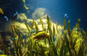 Tropical fish in aquarium in zoo
