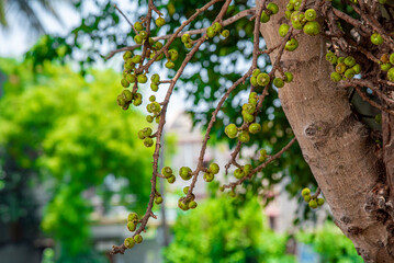 branch of a tree with fig , Beautiful Fig fruit photos Fig fruit Close up photos High definition photos of Israel Figs Tropical Fruit farms Ficus tree fruit HD photos HD Ficus Fruits close up images