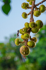 branch of a tree with fig , Beautiful Fig fruit photos Fig fruit Close up photos High definition...