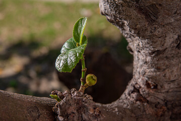 Cluster fig tree, Goolar, (Gular), Fig, (Ficus racemosa). Cluster Fig on white background (Ficus racemosa Linn.).Cluster Fig on white background (Ficus racemosa Linn.), macro photo fig