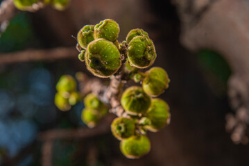 close up fig , Goolar, (Gular), Fig, (Ficus racemosa). Cluster Fig on white background (Ficus racemosa Linn.).Cluster Fig on white background (Ficus racemosa Linn.), macro photo fig