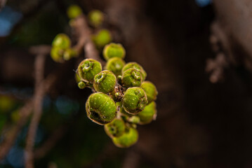 Figs fruits, Dumur fruits , 