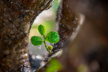 Beautiful Fig fruit photos Fig fruit Close up photos,The green fruit of Duea ching (Ficus...