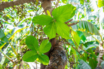 Beautiful Fig fruit photos Fig fruit Close up photos,The green fruit of Duea ching (Ficus Botryocarpa) in the herb garden , Super of falling water drop