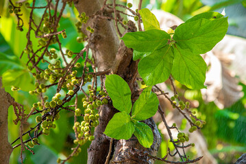 leaves on the tree,Beautiful Fig fruit photos Fig fruit Close up photos,The green fruit of Duea ching (Ficus Botryocarpa) in the herb garden , Super of falling water drop