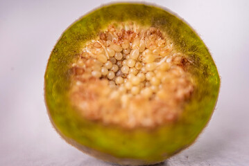 Cluster fig tree, Goolar, (Gular), Fig, (Ficus racemosa). Cluster Fig on white background (Ficus racemosa Linn.).Cluster Fig on white background (Ficus racemosa Linn.), macro photo fig 