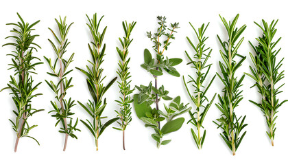 Obraz premium Set with fresh rosemary isolated on white