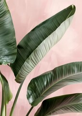 Lush tropical banana leaves set against a cohesive pastel pink backdrop illustrating organic beauty
