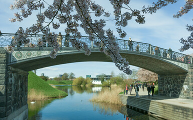 Image of bridge and sakura taken and the city reflection seen in the water