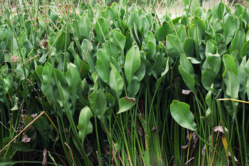 Fototapeta premium Water plant grey sedge (Lepironia articulata)