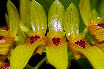 Detail view of exotic orchids in green color with deep red sepals