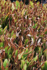 calathea leaf burnt by heat wave in Bangkok
