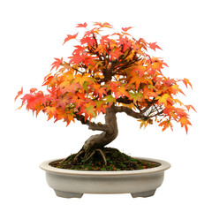 Naklejka premium Vibrant Autumnal Maple Bonsai Tree in Ceramic Planter on White Background