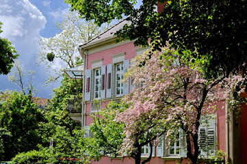 Altbau in Freiburg hinter blühenden Bäumen