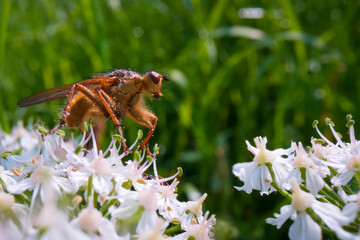 bee on a flower
