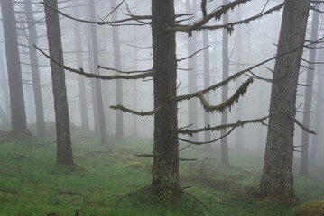 Fog in the forest. Majestic fir tree